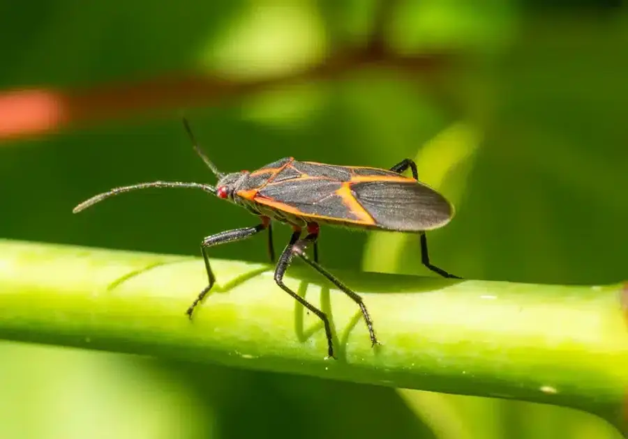 Boxelder bug on a green stem showing its red and black markings