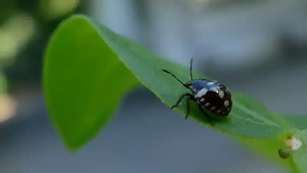 Black and white beetle on a leaf