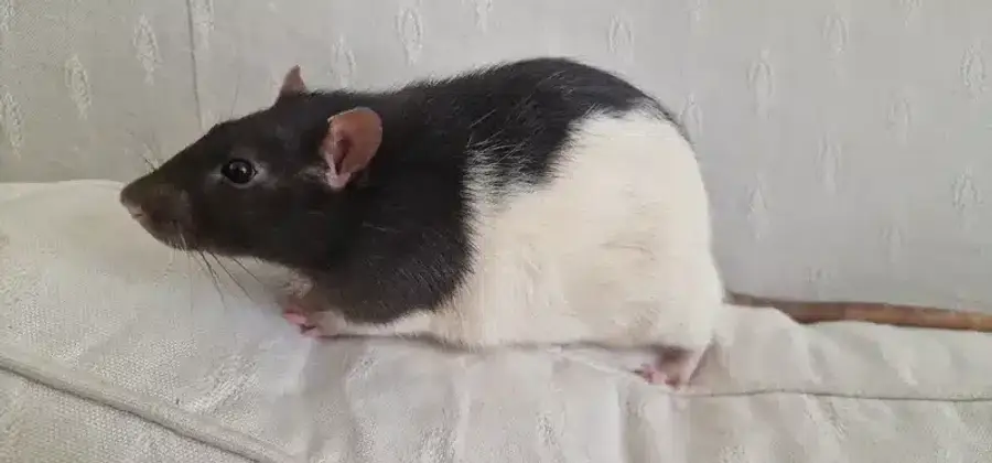 Black and white domestic rat on couch
