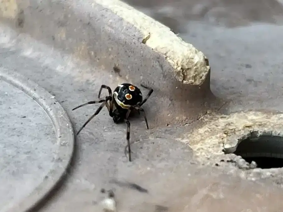 Black and yellow spider on surface
