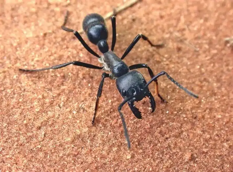 Black ant on sandy surface