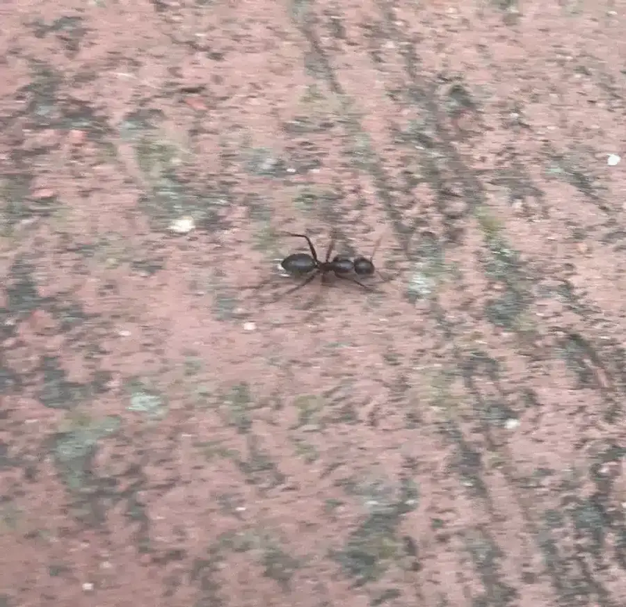 Carpenter ant on a textured surface showing its large body size