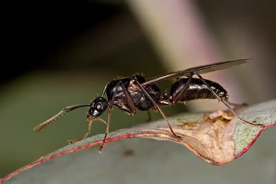 Close-up of a black ant