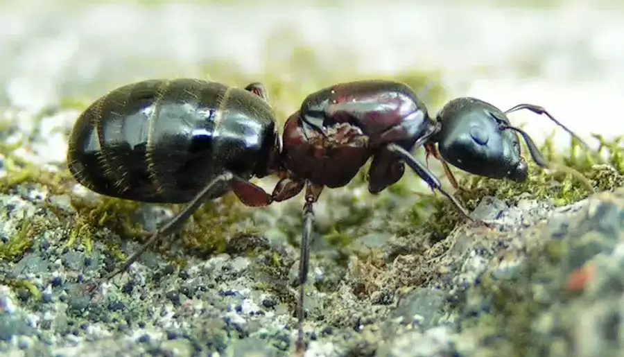 Close-up of a black ant
