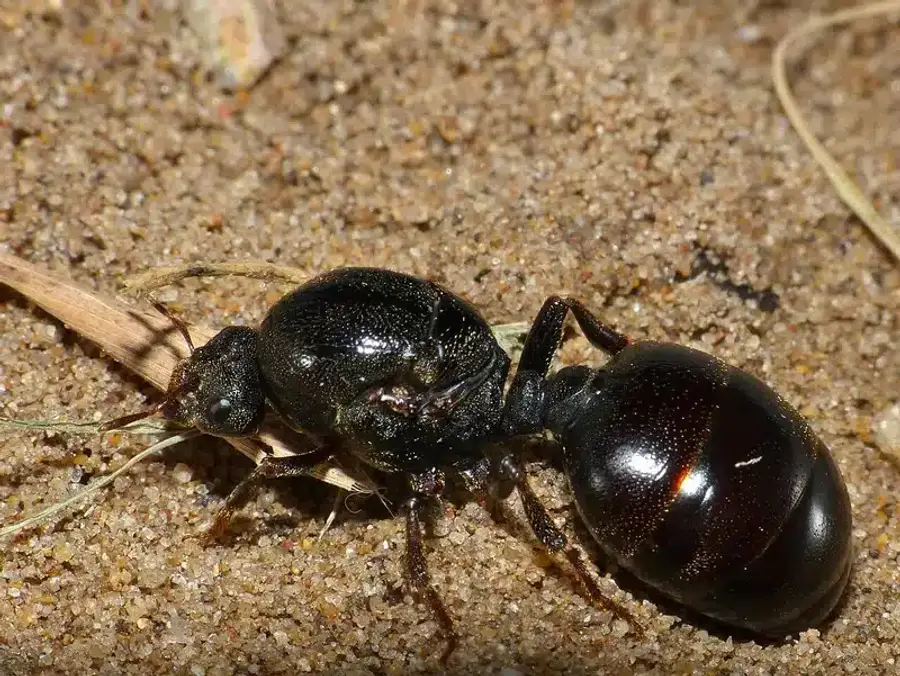 Black ant on sandy soil