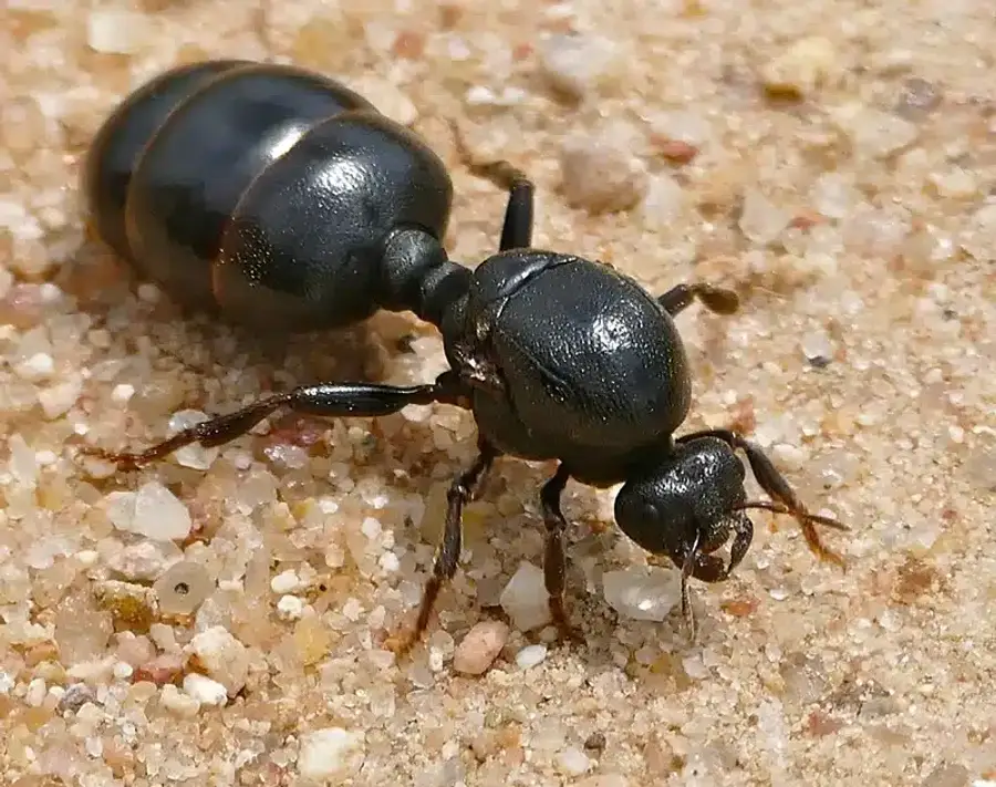Close-up of a black ant