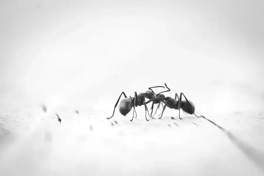 Close-up of a black ant