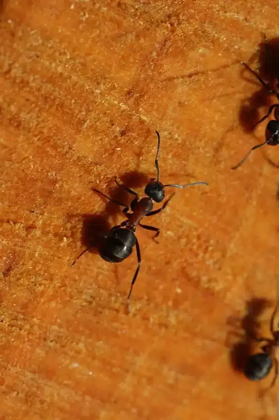 Black ant on wooden surface
