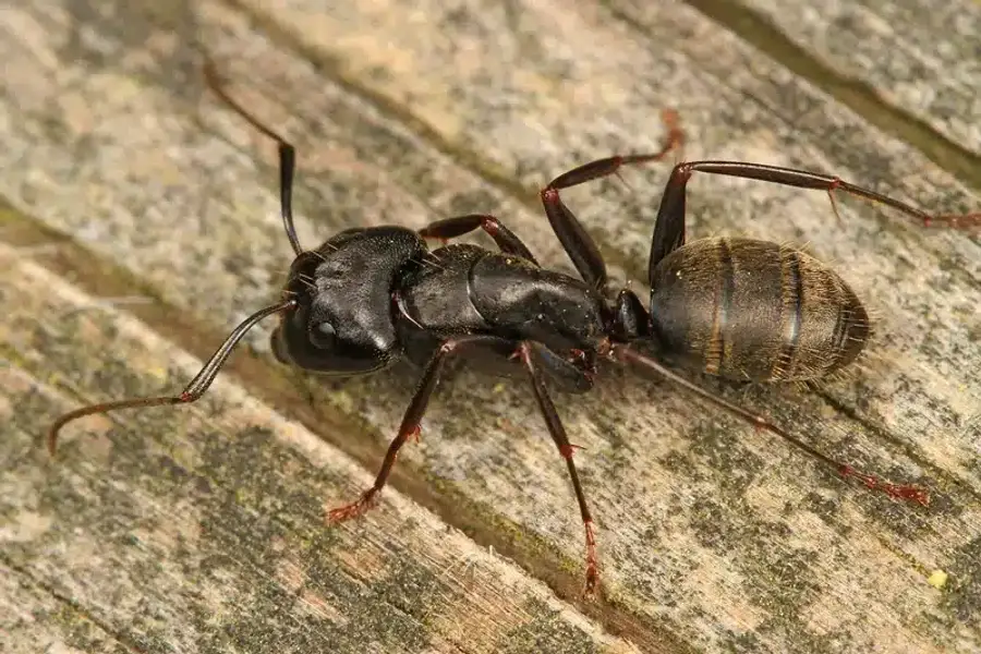 Black ant on a wooden surface near a home