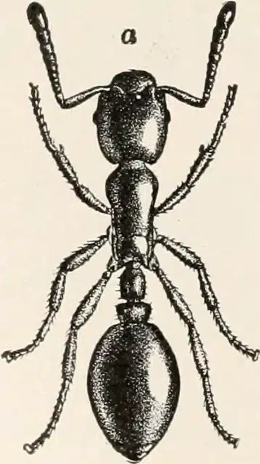 Top view of a black ant illustration