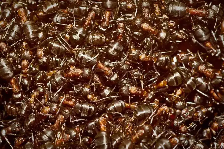 Black ant colony up close
