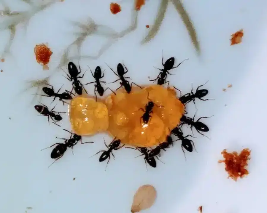 Black ants around a sugary substance