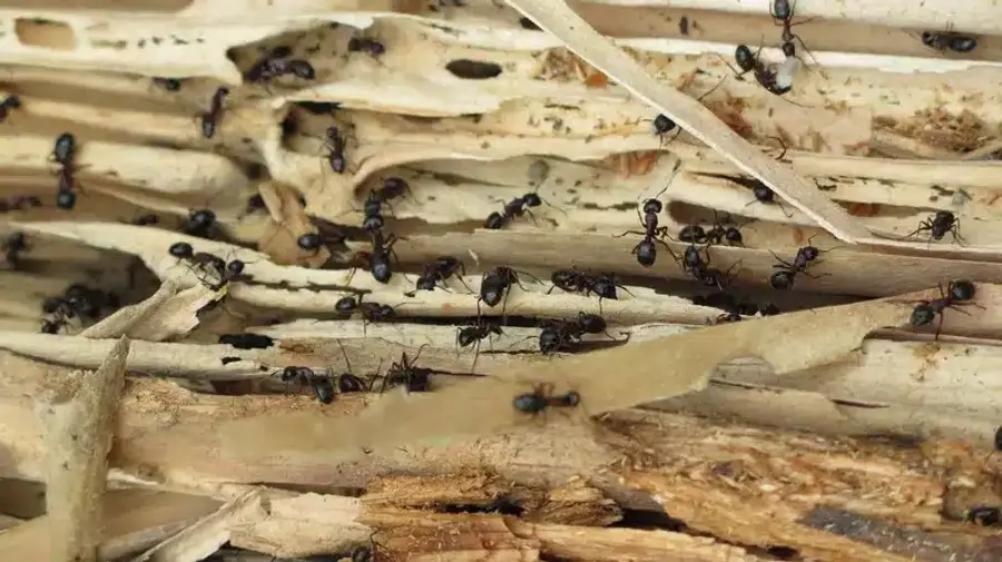 Black ants crawling on wooden debris near a home