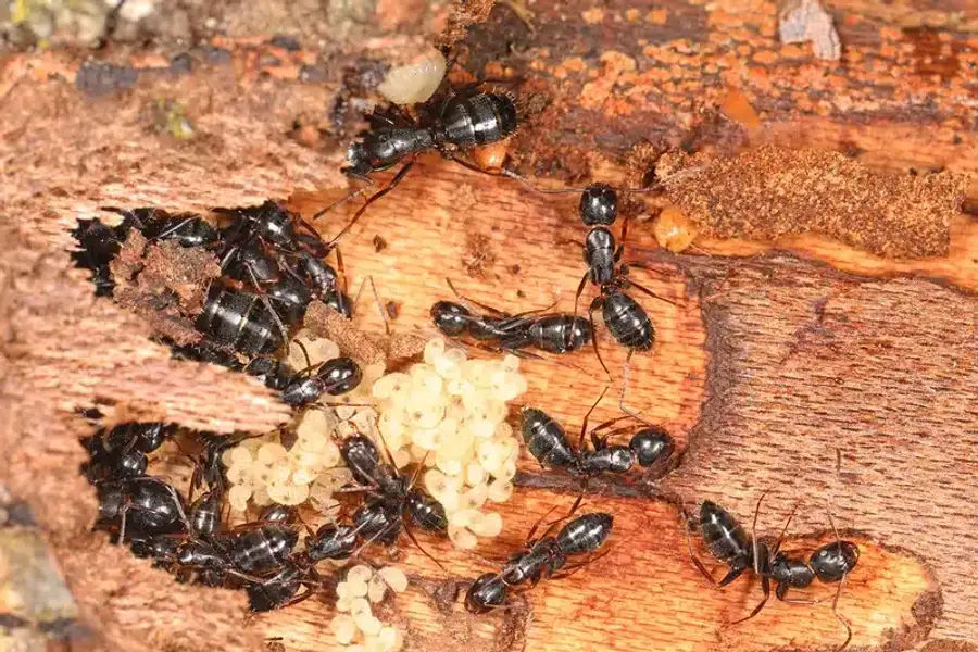 Black ants with eggs in nest.