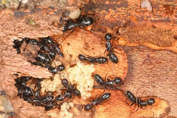 How To Keep Ants Away: Pro Techniques vs DIY Ant Control