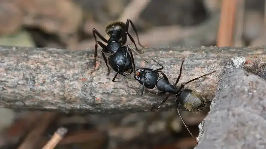 Two black ants walking along a wooden surface