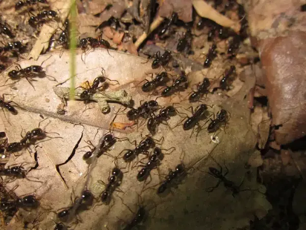 When Do Ants Come Out During the Year? Expert Pest Tips