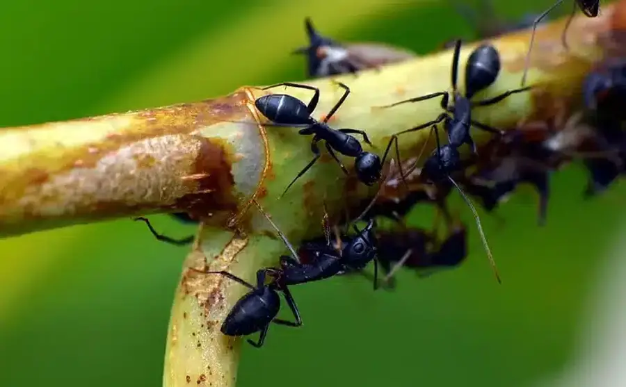 Black ants on a green plant stem