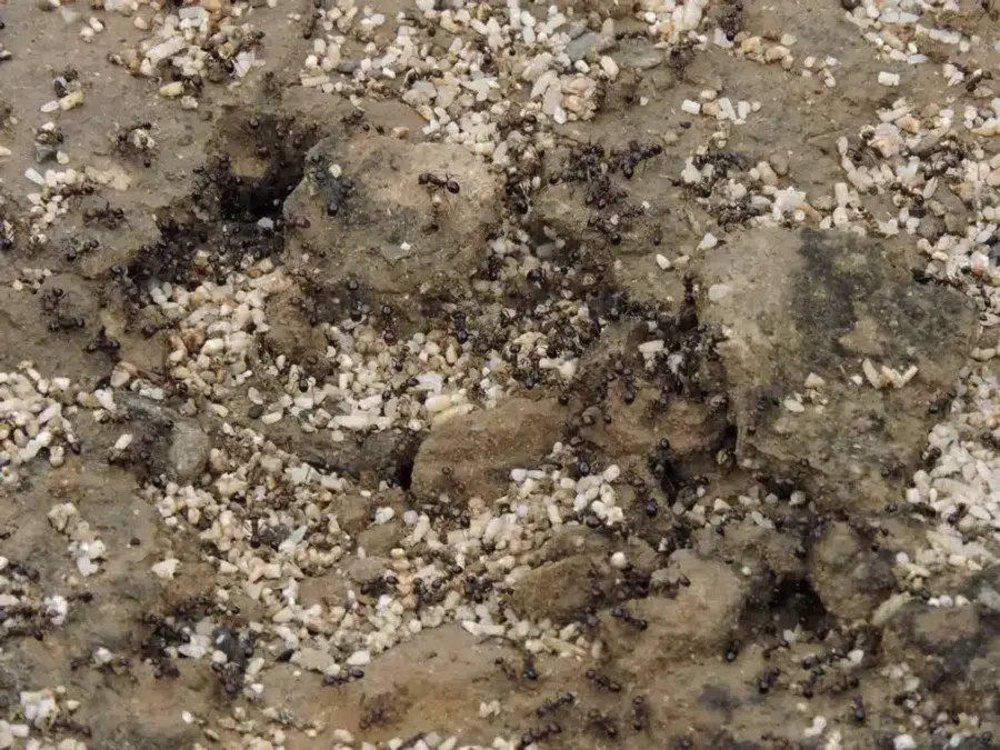 Numerous black ants on soil showing colony activity