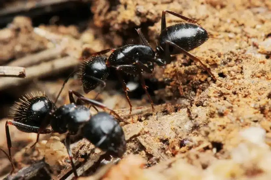 Black worker ants on soil showing foraging behavior
