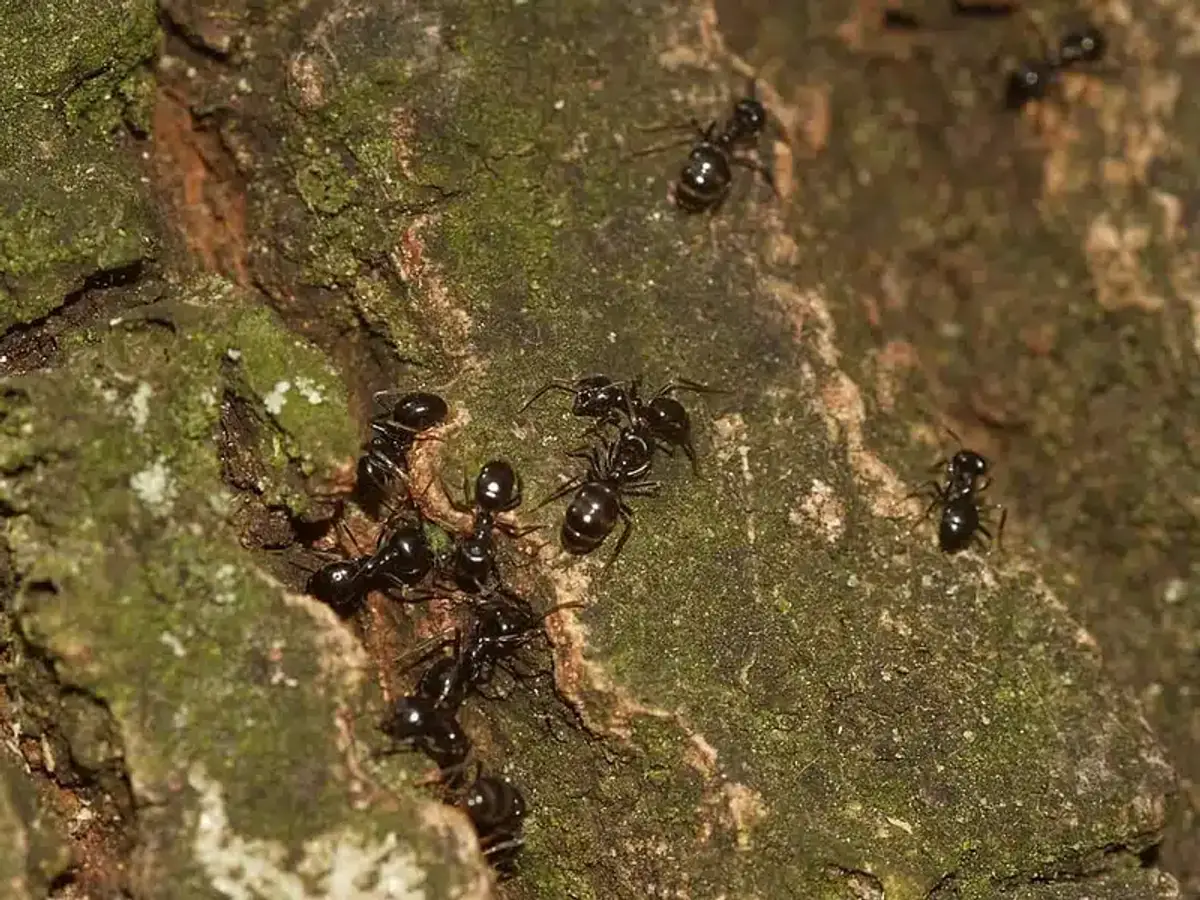 Black ants on textured tree bark