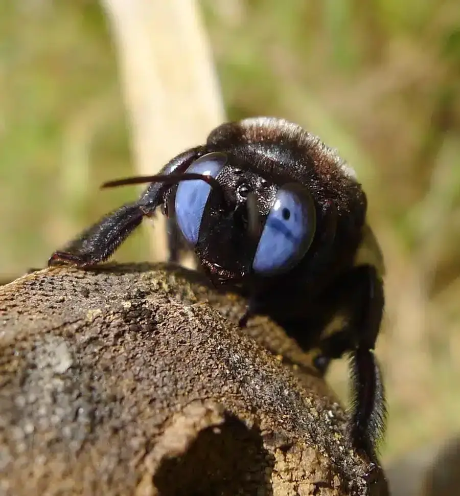 Close-up of a black bee
