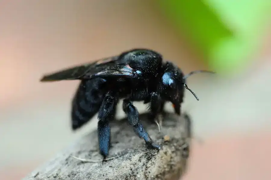 Black bee on a wooden surface