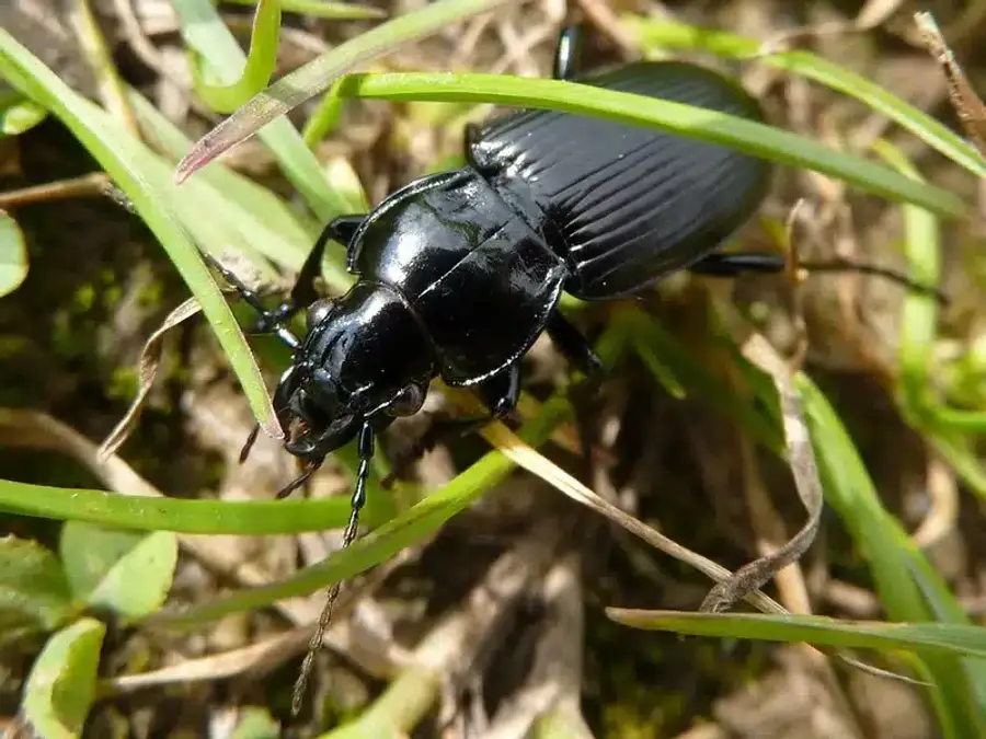 Black beetle on green grass