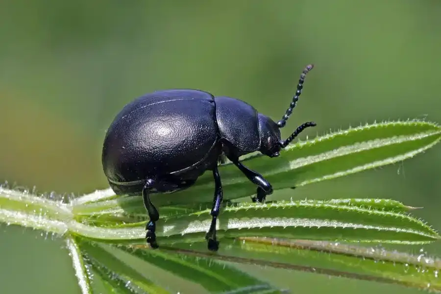 Black beetle on a leaf