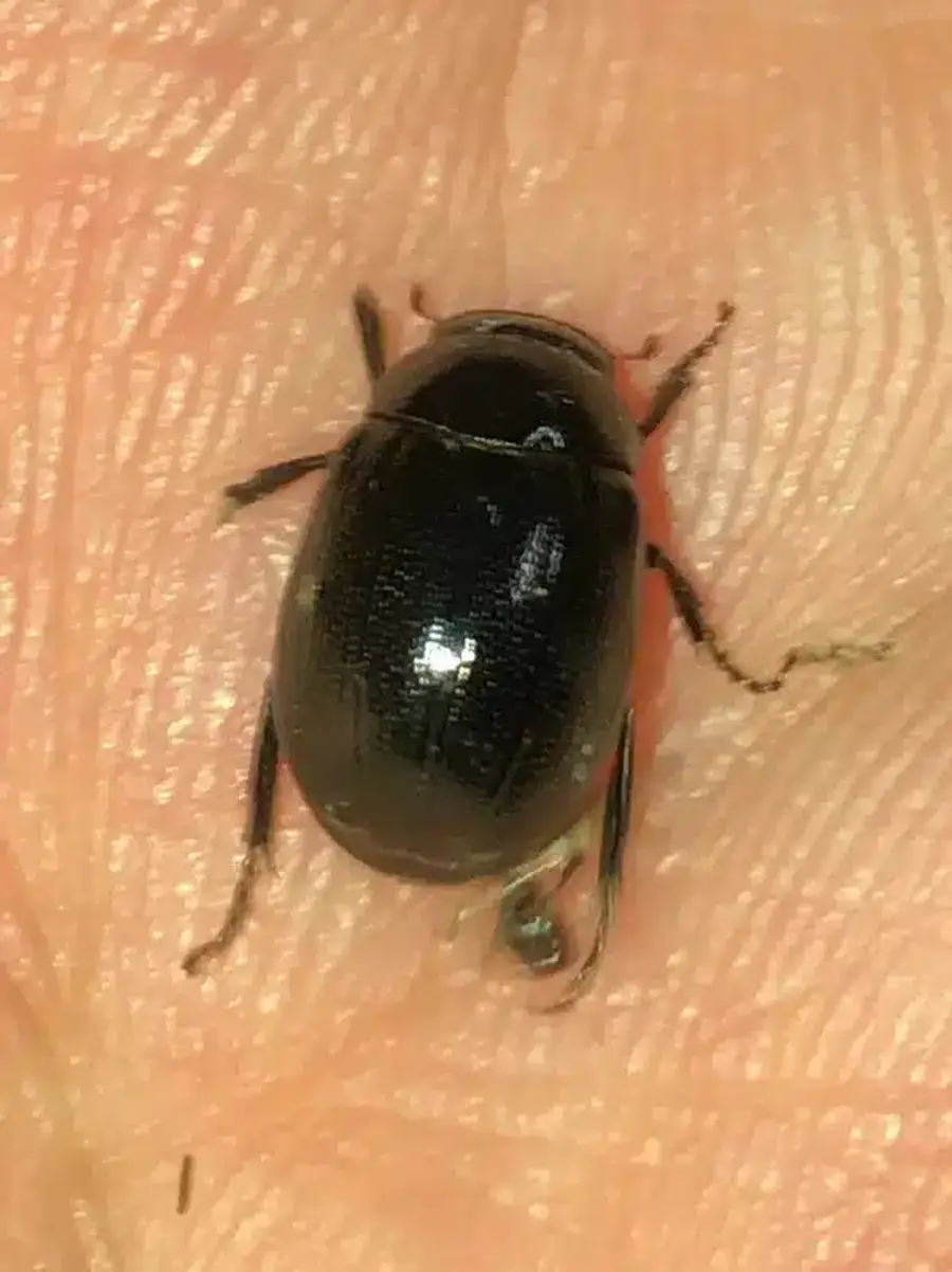 Black beetle on a human hand