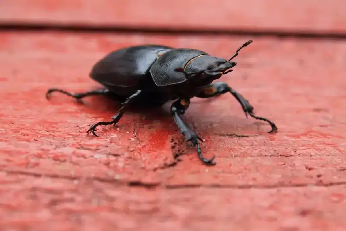 Black beetle on a red wooden surface