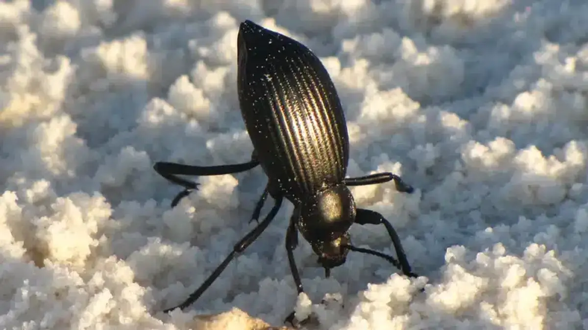 Black beetle on sandy surface