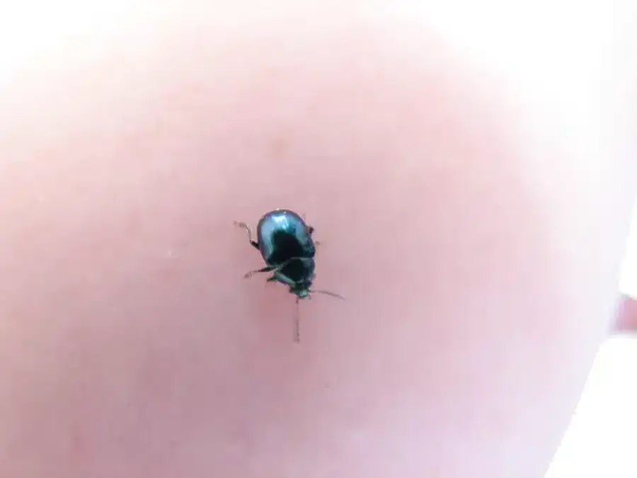 Black beetle on human skin
