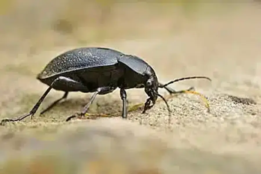 Black beetle crawling on soil