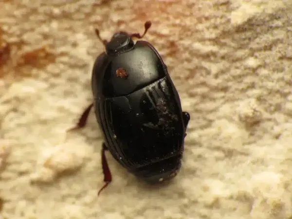 Little Black Beetles in House? Identify & Treat Them Today