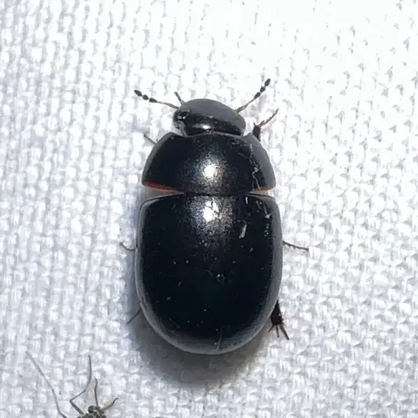 Black Ground Beetle: What Homeowners Need to Know