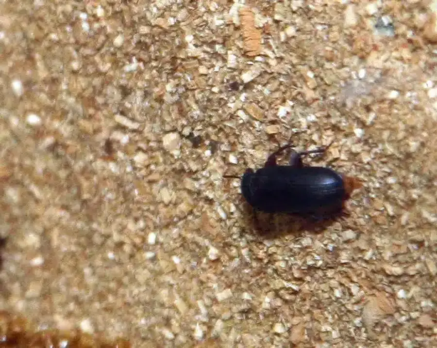 Black beetle crawling on wood