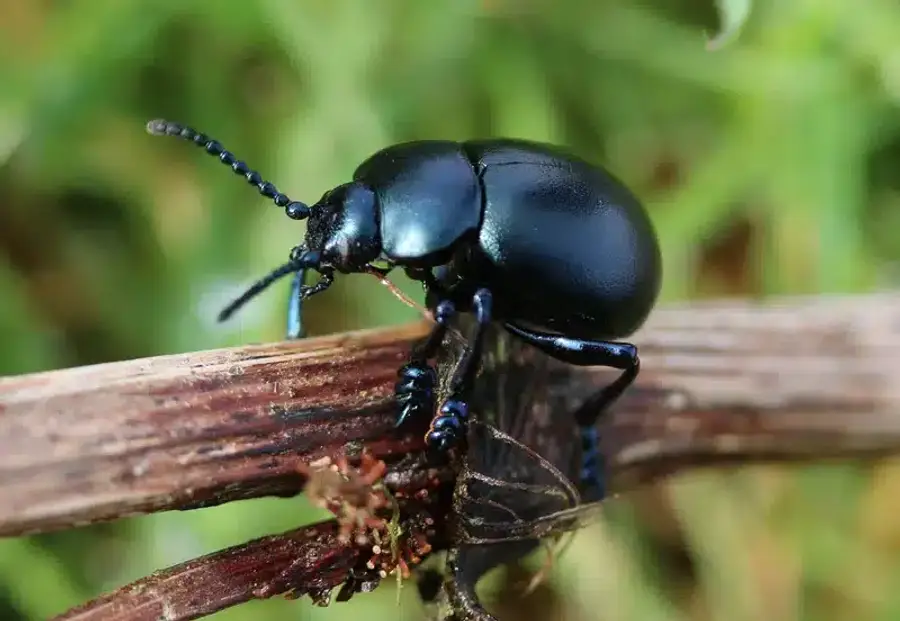 Black beetle on a wooden stem