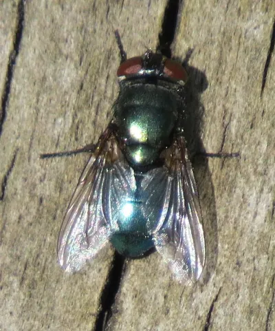 Black Blow Flies