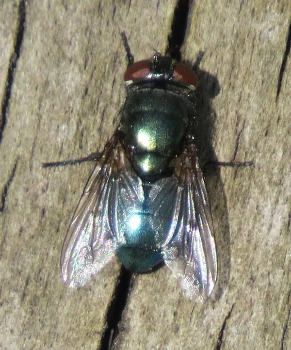 Top-down view of a black blow fly showing its dark metallic blue-black body on weathered wood