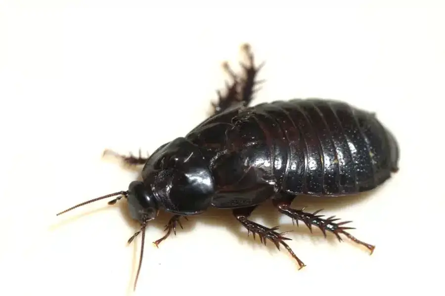 Close-up of a black cockroach