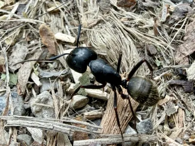 Black Carpenter Ants