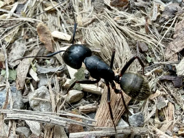 Large black carpenter ant worker on wood debris showing its all-black body and pale hairs on the abdomen