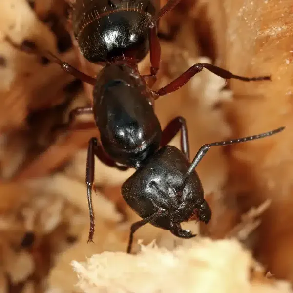 What Do Carpenter Ants Eat? Food Sources & Control Tips
