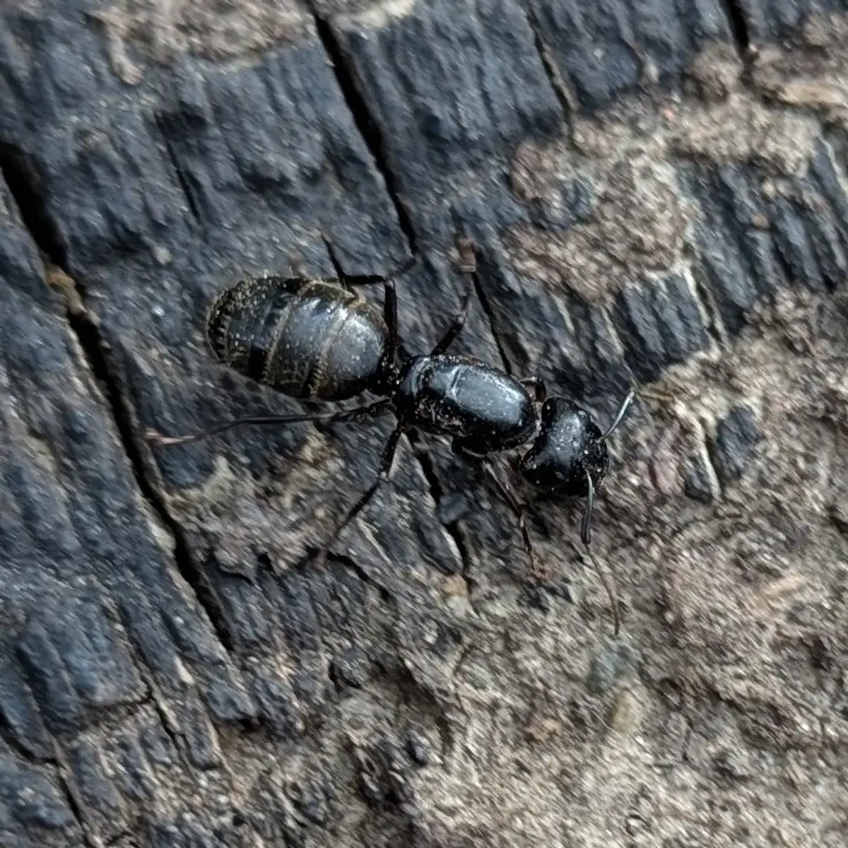 Wingless black carpenter ant queen on dark wood, showing her large thorax and abdomen