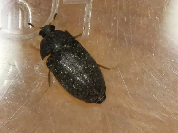Black carpet beetle viewed from above on a neutral surface showing characteristic oval body shape