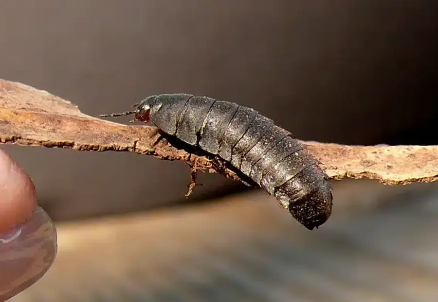 Black caterpillar on a twig