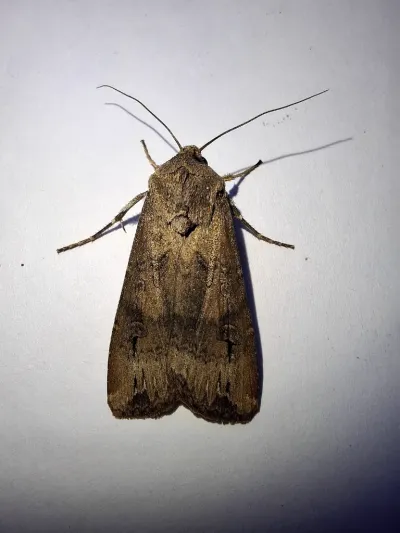 Adult black cutworm moth showing distinctive brown wings with dark markings