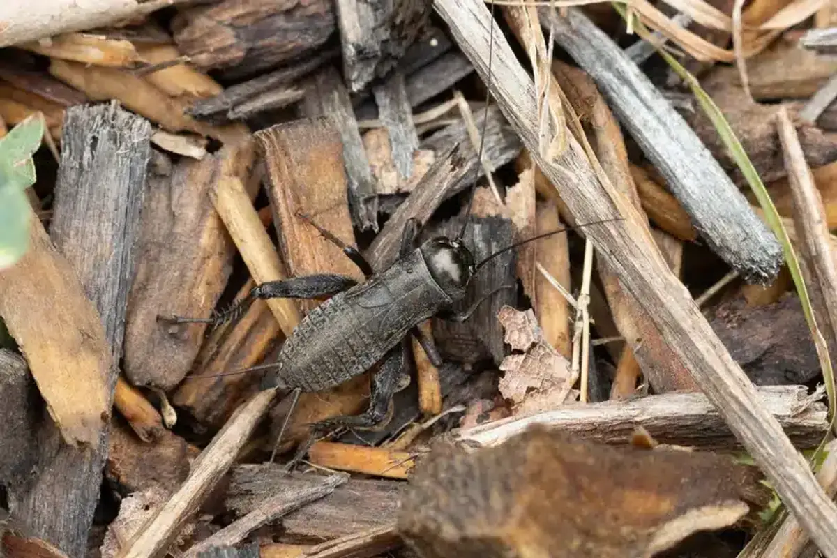 Black field cricket in natural outdoor setting