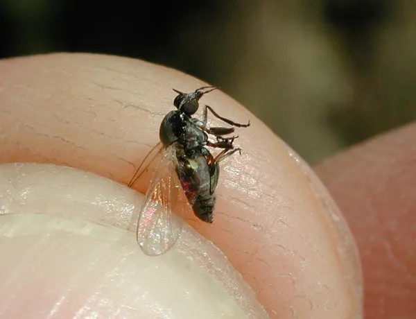 Black fly on human finger showing characteristic small size and humpbacked body shape